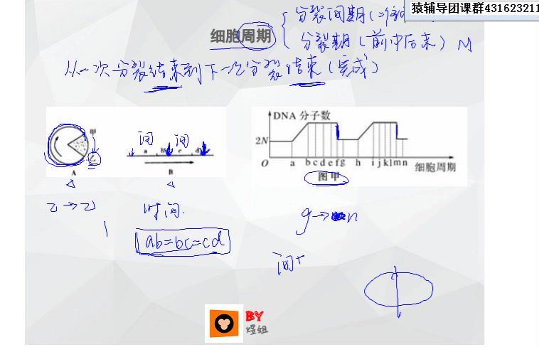 生物（猿辅导）2017煜姐有丝分裂(294.48M) 百度云网盘