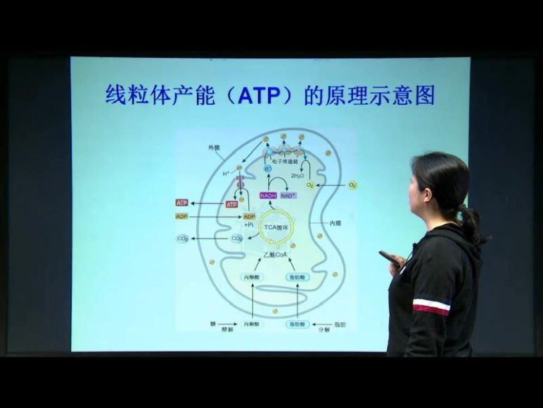 高中生物竞赛细胞生物(北斗） (14.17G) 百度云网盘